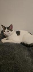 Lost Male Cat last seen KELLY ST PORTLAND OR 97236, Portland, OR 97236