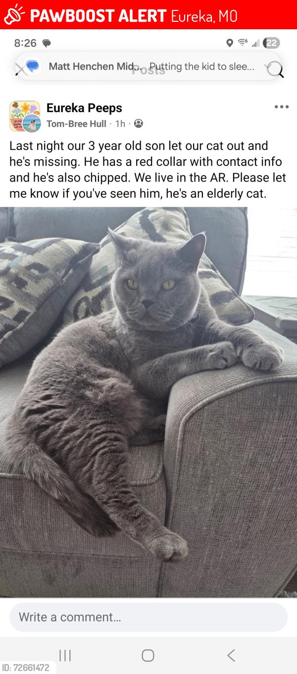 Lost Male Cat last seen Eagle wing ct eureka MO , Eureka, MO 63025