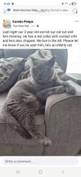 Lost Male Cat last seen Eagle wing ct eureka MO , Eureka, MO 63025