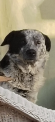 Lost Male Dog last seen Crestline and queen, Spokane, WA 99207