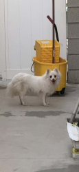 Found/Stray Female Dog last seen Day Dr & Helen Bell JURUPA VALLEY CA, Jurupa Valley, CA 91752