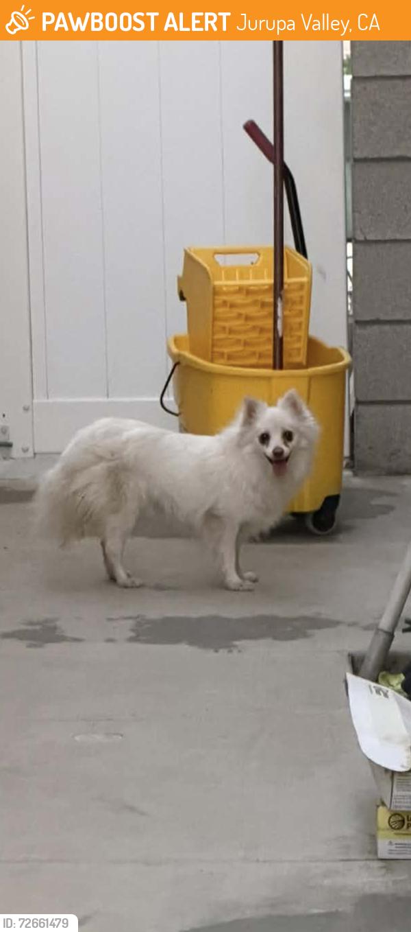 Found/Stray Female Dog last seen Day Dr & Helen Bell JURUPA VALLEY CA, Jurupa Valley, CA 91752
