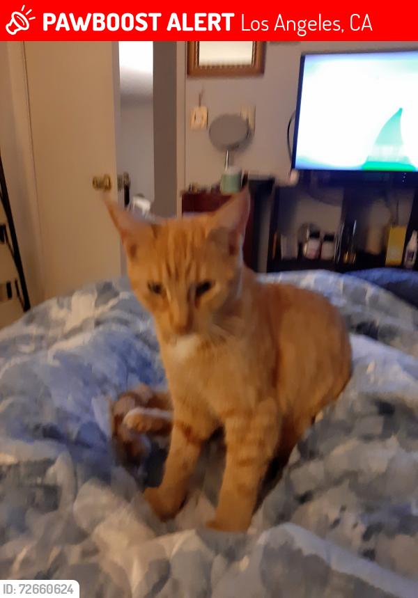 Lost Female Cat last seen Lassen and Farralone, Los Angeles, CA 91311