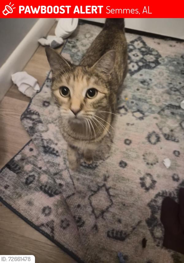Lost Female Cat last seen Schillngers and moffett, Semmes, AL 36575