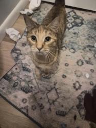 Lost Female Cat last seen Schillngers and moffett, Semmes, AL 36575