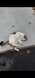 Found/Stray Unknown Cat last seen Near River Street. , Cambridge, MA 02139