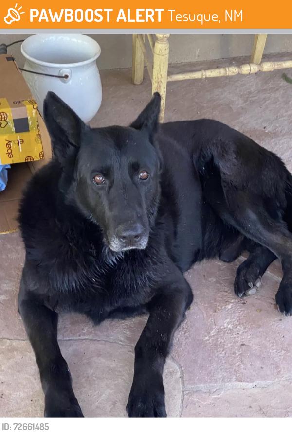 Found/Stray Male Dog last seen Tesuque Village Road, Tesuque, NM 87574