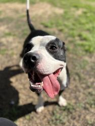 Lost Male Dog last seen Twin lakes drive , Fredericksburg, VA 22401