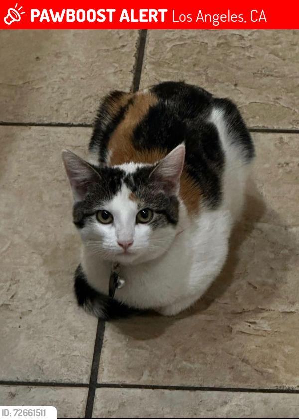 Lost Female Cat last seen Wilbur and plummer, Los Angeles, CA 91324