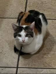 Lost Female Cat last seen Wilbur and plummer, Los Angeles, CA 91324