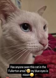 Lost Female Cat last seen Euclid & west, Fullerton, CA 92833
