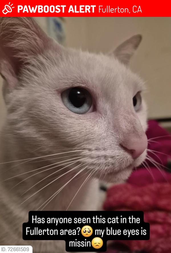 Lost Female Cat last seen Euclid & west, Fullerton, CA 92833