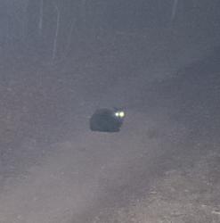 Found/Stray Unknown Cat last seen Swan Woods rd, Orange County, VA 22542