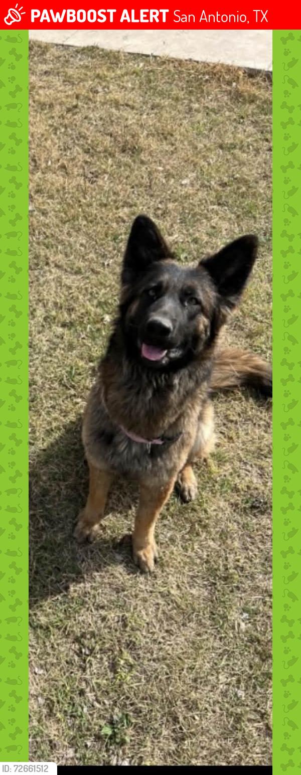 Lost Female Dog last seen Zarzamora st , San Antonio, TX 78226