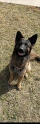 Lost Female Dog last seen Zarzamora st , San Antonio, TX 78226