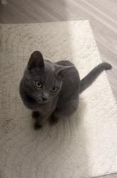 Found/Stray Female Cat last seen Post Oak Place apmts , Euless, TX 76040