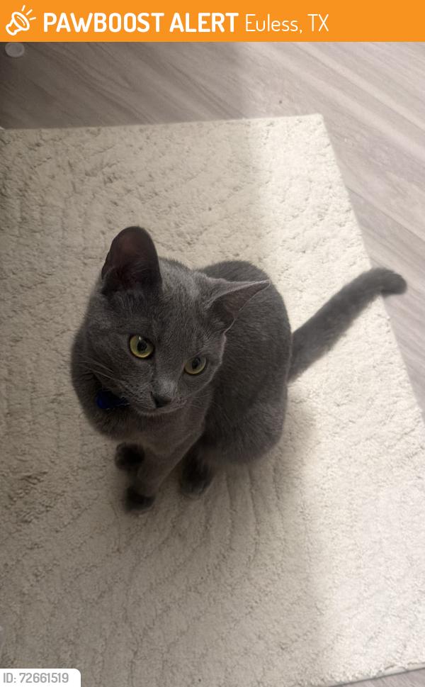 Found/Stray Female Cat last seen Post Oak Place apmts , Euless, TX 76040