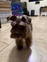 Lost Female Dog last seen Early Road (dirt road), San Jose Rd and Resaca Shores , San Benito, TX 78586