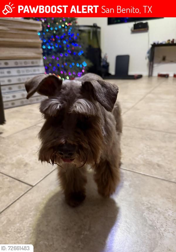 Lost Female Dog last seen Early Road (dirt road), San Jose Rd and Resaca Shores , San Benito, TX 78586