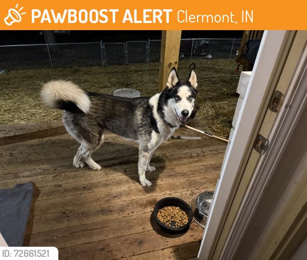 Found/Stray Unknown Dog last seen Crawfordsville Road and Lippard Lane area, Clermont, IN 46234