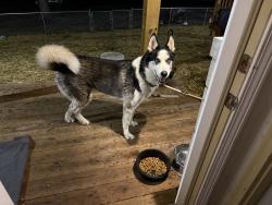 Found/Stray Unknown Dog last seen Crawfordsville Road and Lippard Lane area, Clermont, IN 46234