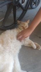 Found/Stray Unknown Cat last seen Chollas creek at Roadone Towing Yard, San Diego, CA 92113