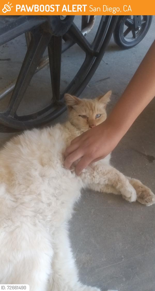 Found/Stray Unknown Cat last seen Chollas creek at Roadone Towing Yard, San Diego, CA 92113