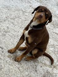 Lost Male Dog last seen Around chalk road, mill road or airport road, Hamlet, NC 28345