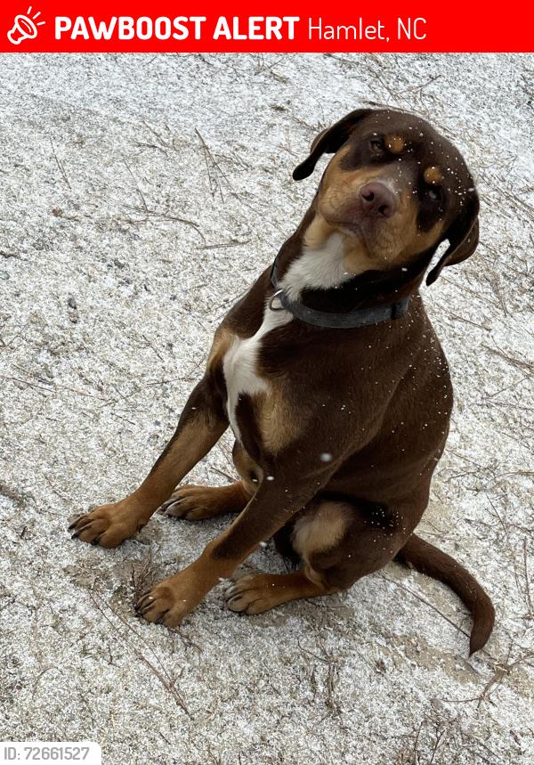 Lost Male Dog last seen Around chalk road, mill road or airport road, Hamlet, NC 28345