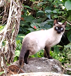 Found/Stray Male Cat last seen 25th Street, Sanford, FL 32773