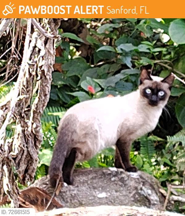 Found/Stray Male Cat last seen 25th Street, Sanford, FL 32773