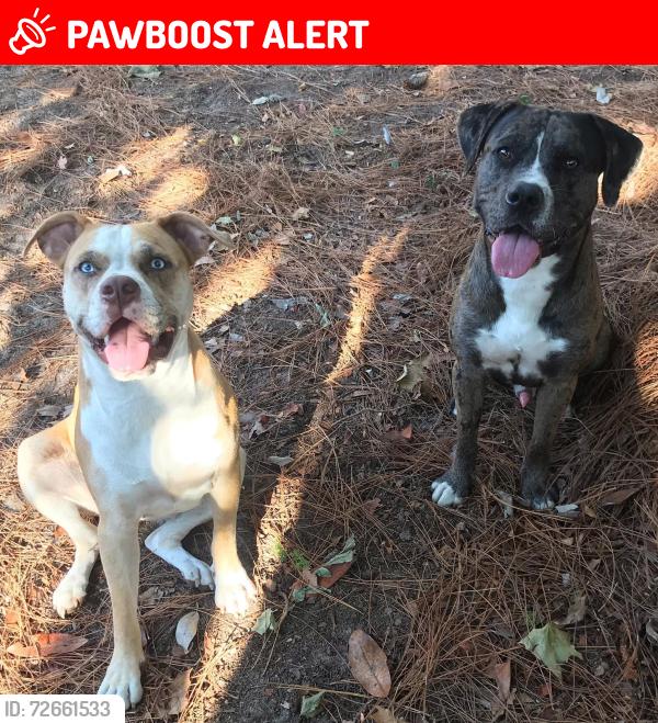 Lost Unknown Dog last seen Memorial Parkway / Hollywood Blvd, Fort Walton Beach, FL 32548