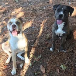 Lost Unknown Dog last seen Memorial Parkway / Hollywood Blvd, Fort Walton Beach, FL 32548