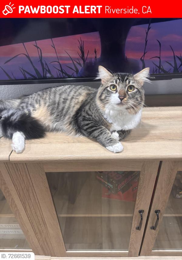 Lost Male Cat last seen Don Lorenzi Park, Riverside, CA 92503