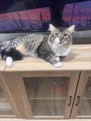 Lost Male Cat last seen Don Lorenzi Park, Riverside, CA 92503