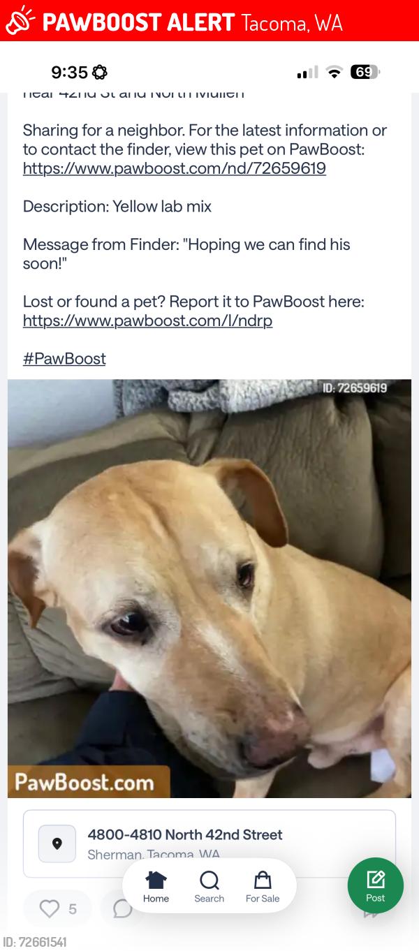 Lost Male Dog last seen N 42nd street , Tacoma, WA 98407