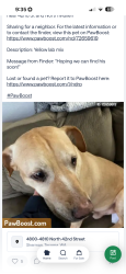 Lost Male Dog last seen N 42nd street , Tacoma, WA 98407