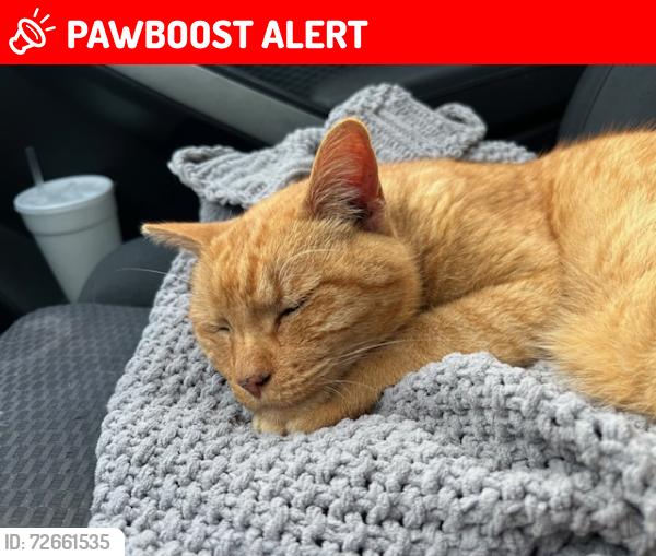 Lost Male Cat last seen view park , View Park-Windsor Hills, CA 90043