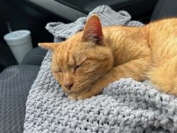 Lost Male Cat last seen view park , View Park-Windsor Hills, CA 90043