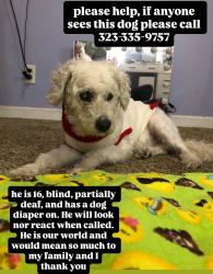Lost Male Dog last seen Panana Rd, Bakersfield, CA 93307