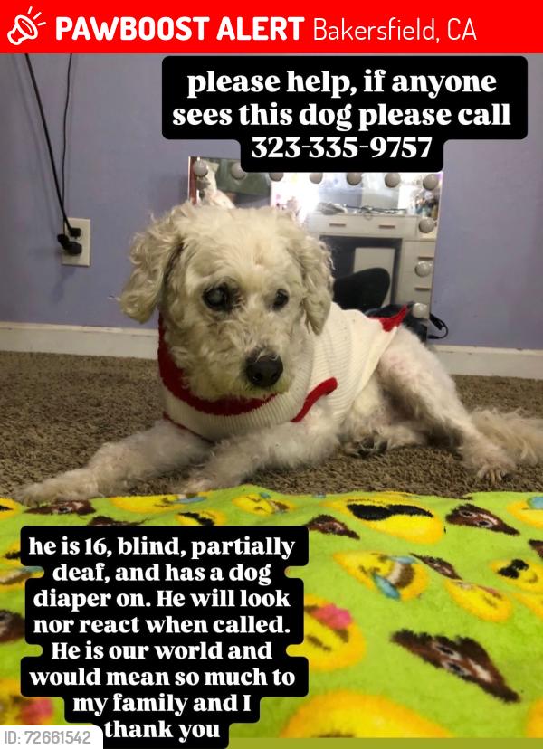 Lost Male Dog last seen Panana Rd, Bakersfield, CA 93307