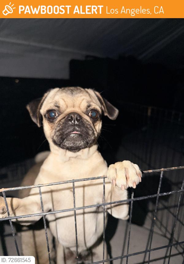 Found/Stray Male Dog last seen 80th, Los Angeles, CA 90001
