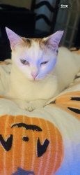 Lost Female Cat last seen It’s street , bayou road , La Marque, TX 77568