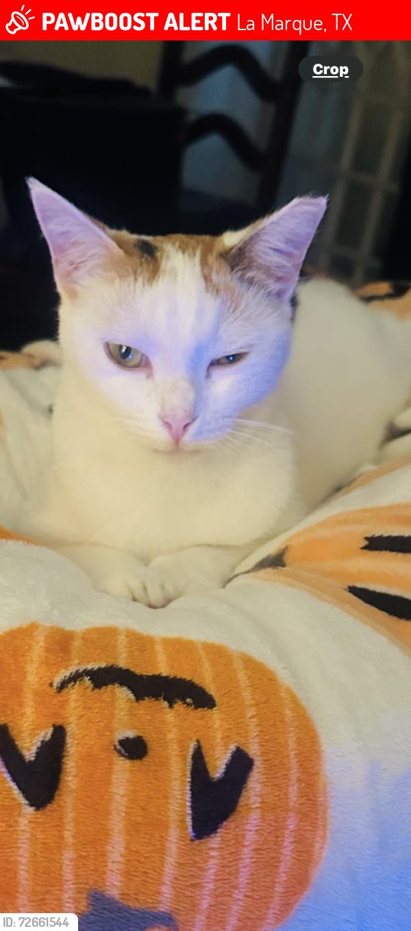 Lost Female Cat last seen It’s street , bayou road , La Marque, TX 77568