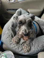 Lost Male Dog last seen Near Dry Ridge Road, Franklin County, KY 40601