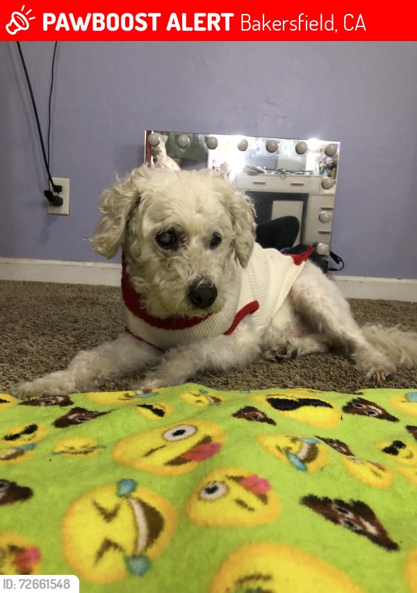Lost Male Dog last seen Marvin St and Panama Rd, Bakersfield, CA 93307