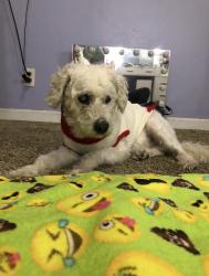 Lost Male Dog last seen Marvin St and Panama Rd, Bakersfield, CA 93307