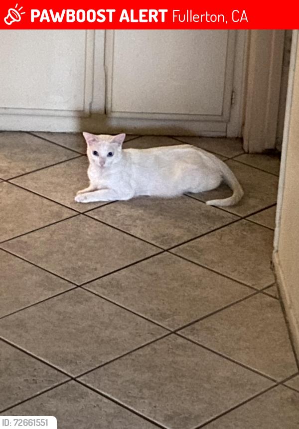 Lost Female Cat last seen Near W West Ave, Fullerton, CA 92833
