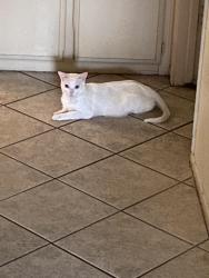 Lost Female Cat last seen Near W West Ave, Fullerton, CA 92833