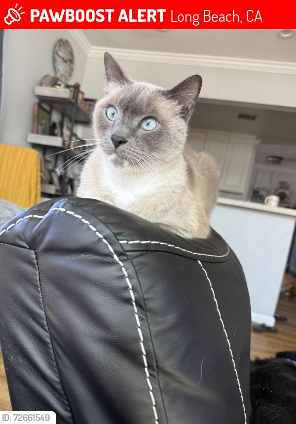 Lost Male Cat last seen Wardlow/ Norwalk , Long Beach, CA 90808